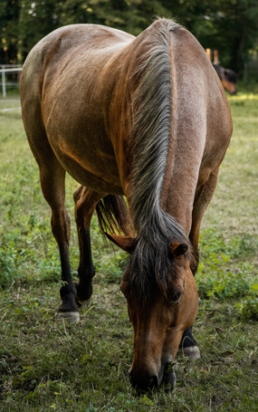 正在草地上吃草的骏马图片